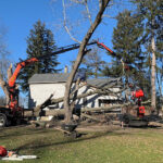 Tree removal 1