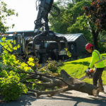 Tree removal 3
