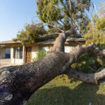 emergency Tree removal 1
